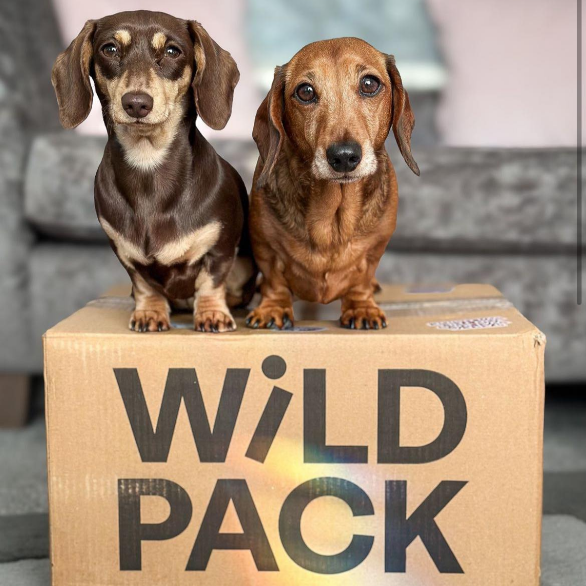 WiLD PACK Raw Dog Food Trial Box (6kg Sampler of 5 Recipes)